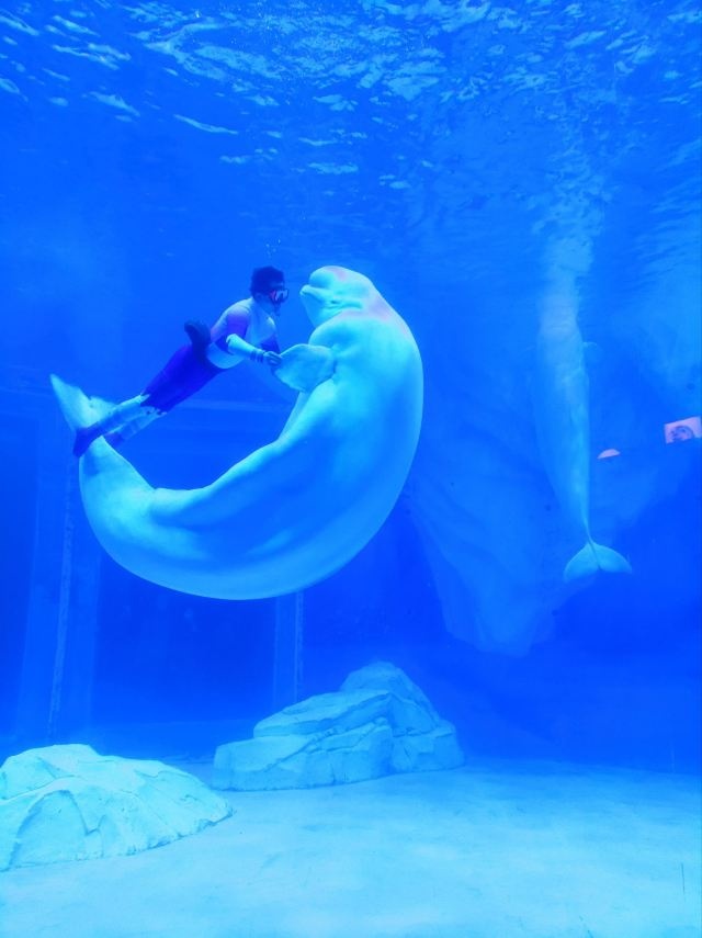 Shanghai Haichang Ocean Park